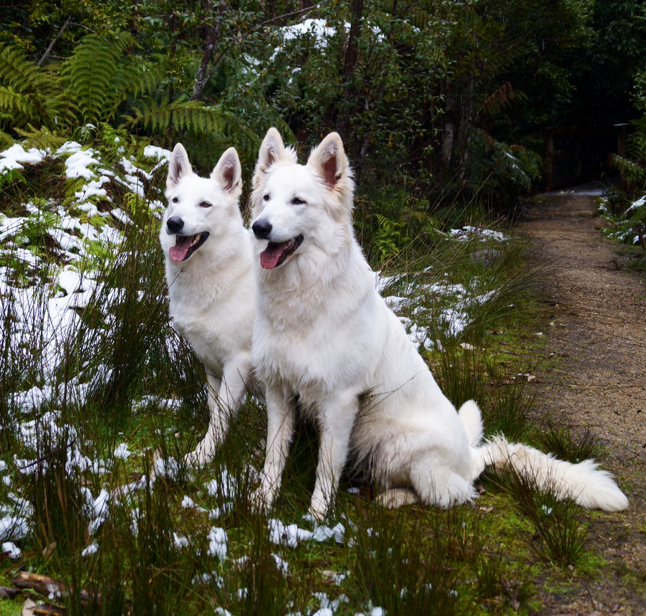 Eiramor White Swiss Shepherd Dogs